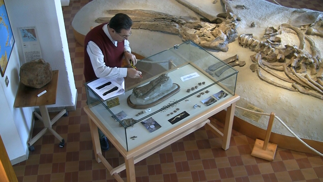 Etruridelphis giulii: Nuovo genere di delfino fossile!